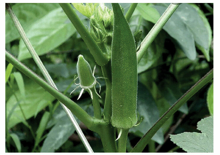 Okra: Miracle Plant That Lowers Blood Sugar, Reduces Heart Disease 1 Okra