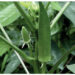 Okra: Miracle Plant That Lowers Blood Sugar, Reduces Heart Disease 5 Okra: Miracle Plant That Lowers Blood Sugar, Reduces Heart Disease