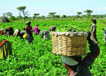 Agric Diversification Way Out Of Nigeria’s Food Crisis — Lawmaker