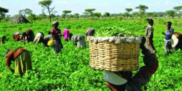 Onyeka Onwenu Agric Diversification Way Out Of Nigeria’s Food Crisis — Lawmaker