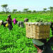 Agric Diversification Way Out Of Nigeria’s Food Crisis — Lawmaker