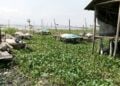 After Lagos, Agency Targets Bayelsa, Niger, Others For Clearance Of Water Hyacinth