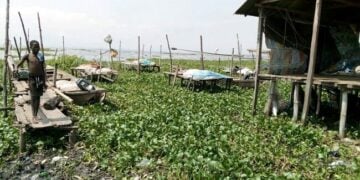 US Embassy After Lagos, Agency Targets Bayelsa, Niger, Others For Clearance Of Water Hyacinth