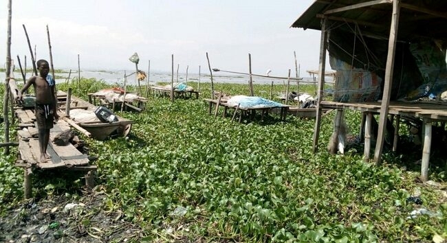 Lagos Reopens Ferry Terminal After Clearing Water Hyacinth 1 Water Hyacinth 1