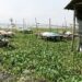 After Lagos, Agency Targets Bayelsa, Niger, Others For Clearance Of Water Hyacinth