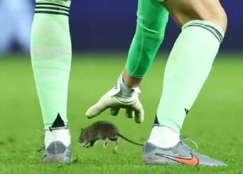 2026 WCQ: Mysterious Rat Disrupts Game As Belgium Beat Wales 4-2