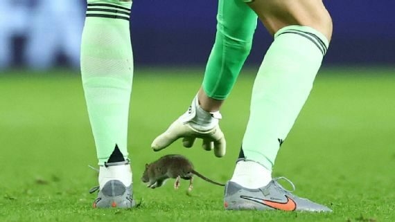 2026 WCQ: Mysterious Rat Disrupts Game As Belgium Beat Wales 4-2 1 WhatsApp Image 2025 10 14 at 22.14.38 6a24c03a
