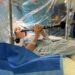 65-year-Old Patient Plays Musical Instrument During Brain Surgery