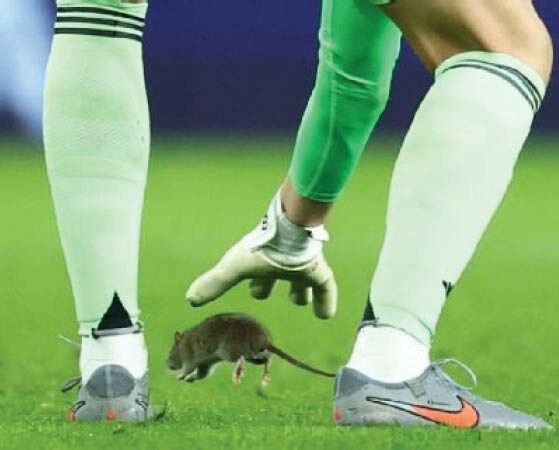 WCQ: Courtois Attempts To Catch Rat As Belgium Beat Wales 4-2 1 courtois attempts to catch rat