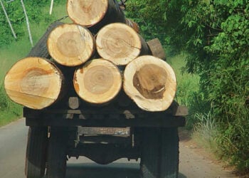 Nigeria Loses 400,000 Hectares Of Forest Annually, Experts Raise Alarm