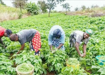 Insecurity, Drought Threaten Food  Security As Farmers Flee, Abandon Farms