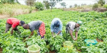 River Park estate Insecurity, Drought Threaten Food  Security As Farmers Flee, Abandon Farms