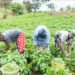 Insecurity, Drought Threaten Food Security As Farmers Flee, Abandon Farms 5 Insecurity, Drought Threaten Food Security As Farmers Flee, Abandon Farms