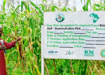Kano Agro-project, Sasakawa Support 477,284 Smallholder Farmers