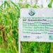Kano Agro-project, Sasakawa Support 477,284 Smallholder Farmers