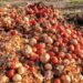 ‘Post-Harvest Losses In Kano HAve Reduced by 51% ‘
