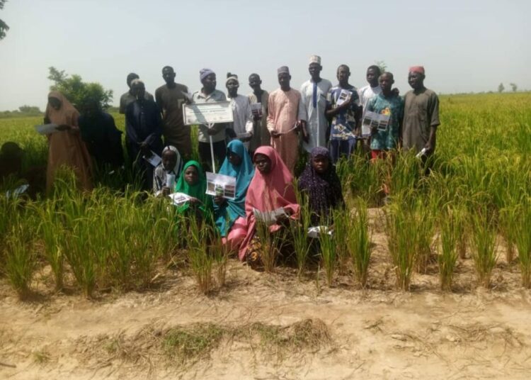 Project Boosts Climate-Resilient Rice Farming Across Northern Nigeria 1 9a2da226 8b3c 412e acb3 01554d675b4d