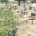 Police Probe Theft Of Corpse From Yobe Cemetery 5 Police Probe Theft Of Corpse From Yobe Cemetery