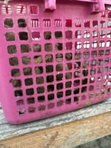 Customs Foils Attempt To Smuggle Lion Cub Customs Foils Attempt To Smuggle Lion Cub