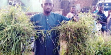 Davido Turning Nature To Gold: How Bauchi Grass Hawkers Create Climate-Smart Livelihoods