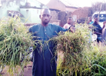 Turning Nature To Gold: How Bauchi Grass Hawkers Create Climate-Smart Livelihoods