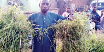 Turning Nature To Gold: How Bauchi Grass Hawkers Create Climate-Smart Livelihoods