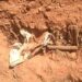 CP Orders DPOs To Arrest Grave Desecrators In Yobe