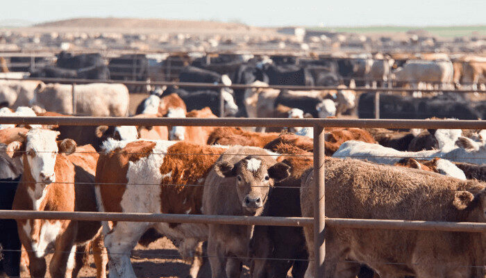 Federal Govt Expects Visible Gains From Livestock Partnerships Soon 1 Livestock farmers