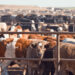 Federal Govt Expects Visible Gains From Livestock Partnerships Soon