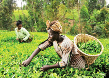 Making Money Through Herbal Tea Production For Export