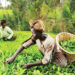 Making Money Through Herbal Tea Production For Export 5 Making Money Through Herbal Tea Production For Export