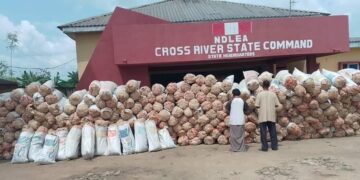 Tiv NDLEA Arrests Couple For Allegedly Possessing 360 Bags Of Marijuana In Cross River