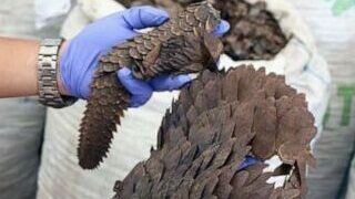 Niger Endangered Species: Court Jails Man For Illegal Sale Of Pangolin Scales