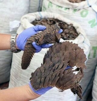 Endangered Species: Court Jails Man For Illegal Sale Of Pangolin Scales 1 Pangolin Scales