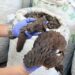 Endangered Species: Court Jails Man For Illegal Sale Of Pangolin Scales 5 Endangered Species: Court Jails Man For Illegal Sale Of Pangolin Scales