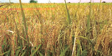 Investing In Homegrown Rice Farming For Profit