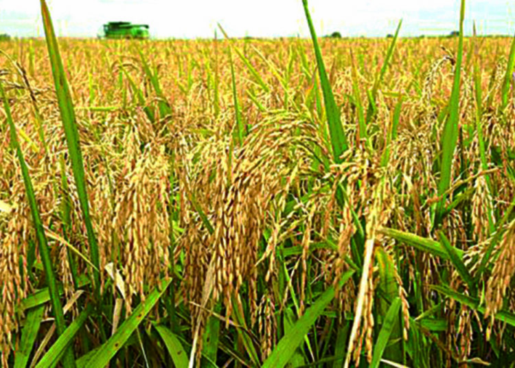 Investing In Homegrown Rice Farming For Profit 1 Rice Farming