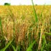 Investing In Homegrown Rice Farming For Profit 5 Investing In Homegrown Rice Farming For Profit