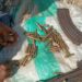 Troops Arrest Gunrunner, 14 Others, Recover Weapons