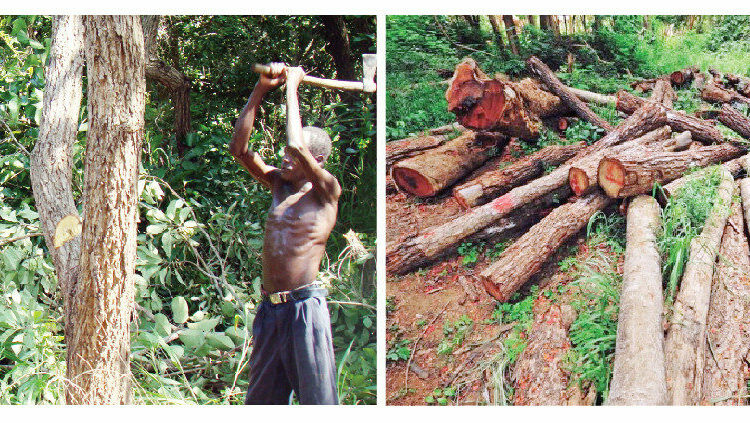 Combating Indiscriminate Tree Felling 1 tree felling