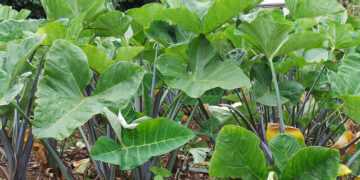 Investing In Cocoyam Farming, Processing For Profit