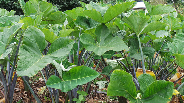 Investing In Cocoyam Farming, Processing For Profit 1 Cocoyam Farming