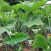 Investing In Cocoyam Farming, Processing For Profit