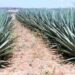 Agave Sisalana Farming Can Lift Youths Out Of Poverty, Says Businessman 2 Agave Sisalana Farming Can Lift Youths Out Of Poverty, Says Businessman