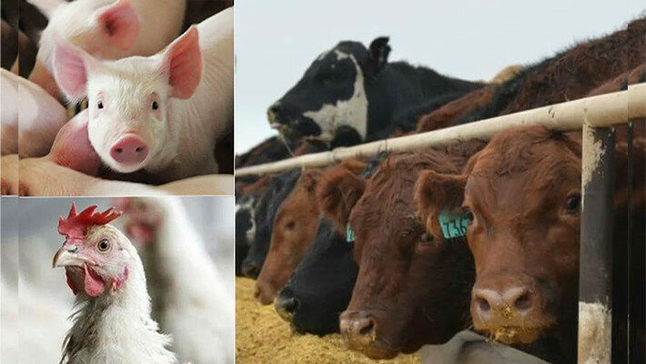 Stakeholders Urge More Investment To Boost West Africa's Livestock Sector 1 Untitled 1 Recovered Recovered Recovered Recovered Recovered Recovered 11