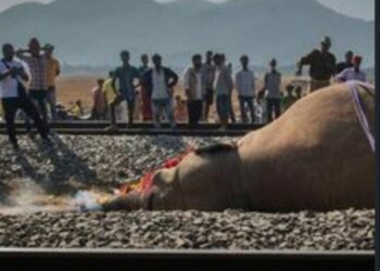 7 Elephants Killed In Indian Train Collision