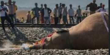 7 Elephants Killed In Indian Train Collision