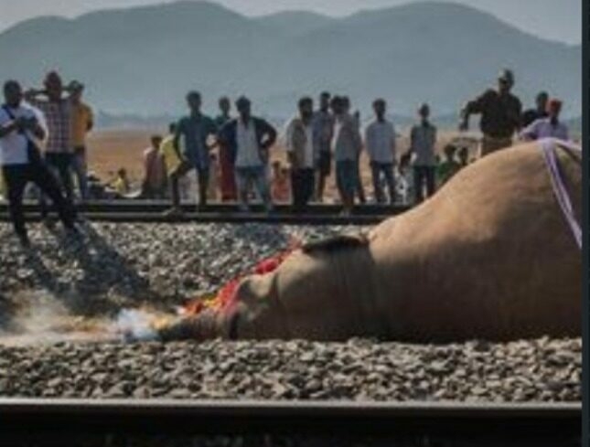 7 Elephants Killed In Indian Train Collision 1 elephant