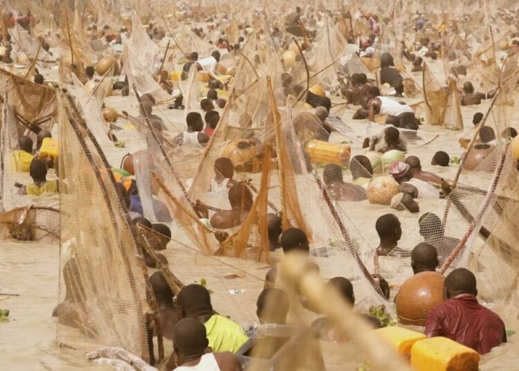 Tinubu Excited As Over 50,000 Fish At Argungu Festival 1 Argungu festival