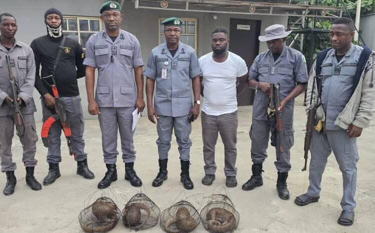 Wildlife Trafficking: Customs Intercepts 4 Live Pangolins In Ogun Creeks 1 Customs Intercept